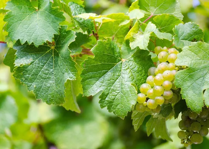 Evelyne Commune fusionnée de Bernkastel-Kues